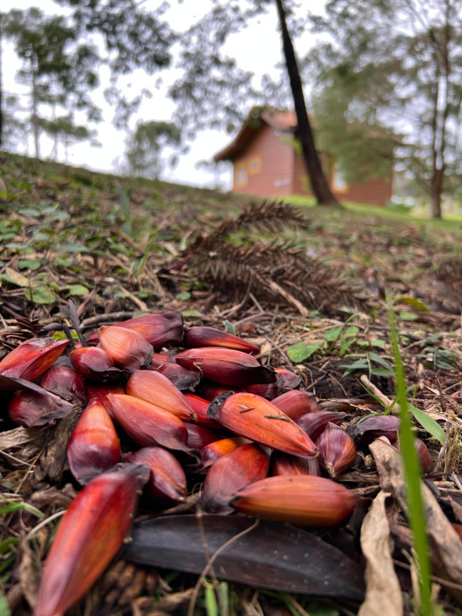 Cabana Do Lenhador - Urubici, Sc 外观 照片